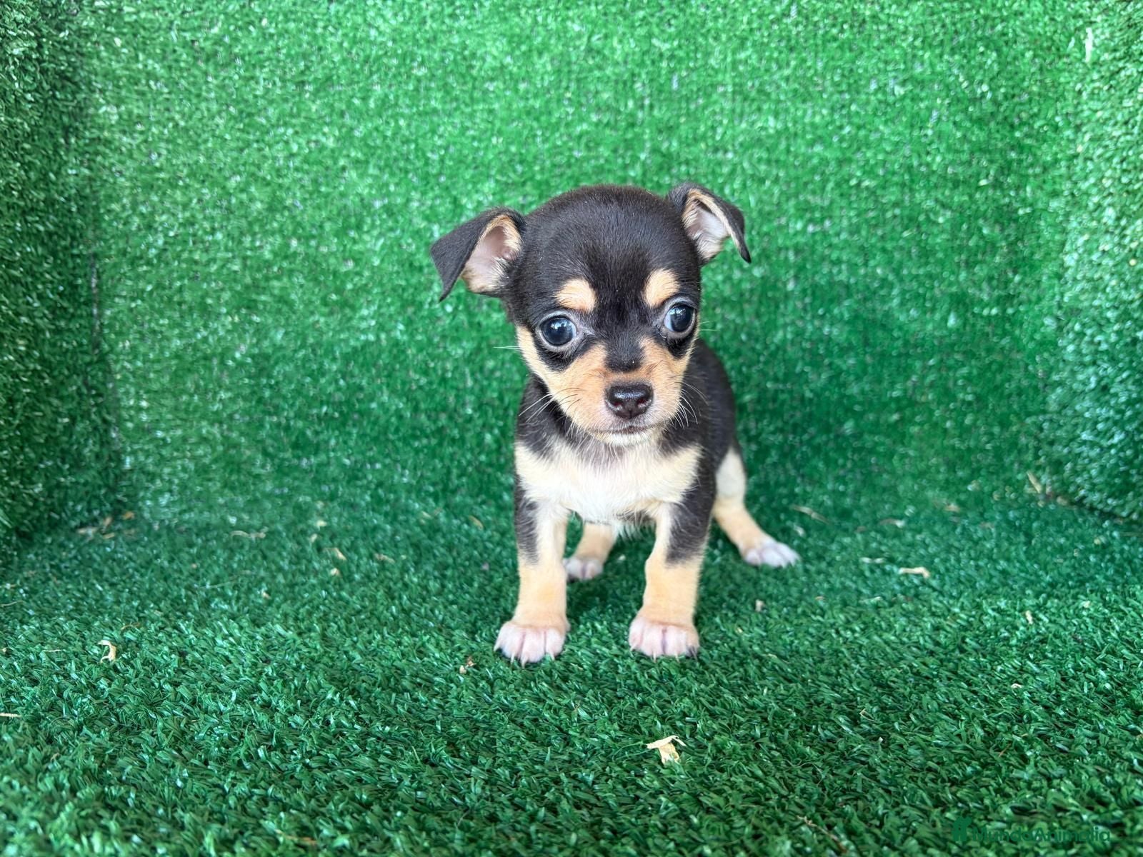 Chihuahua perros chihuahua - Anuncio 1