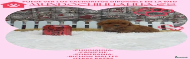 Caniche Toy Cachorro 4