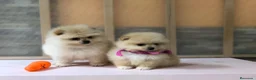 Pomerania perros en venta: Pomerania mini  - Anuncio 2