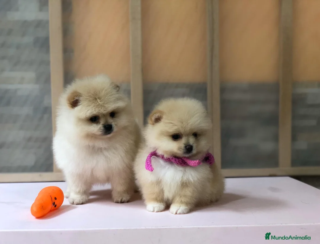 Pomerania perros en venta: Pomerania mini  - Anuncio 2