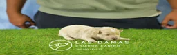 Maltipoo perros en venta: Hembras Maltipoo disponibles.  - Anuncio 2