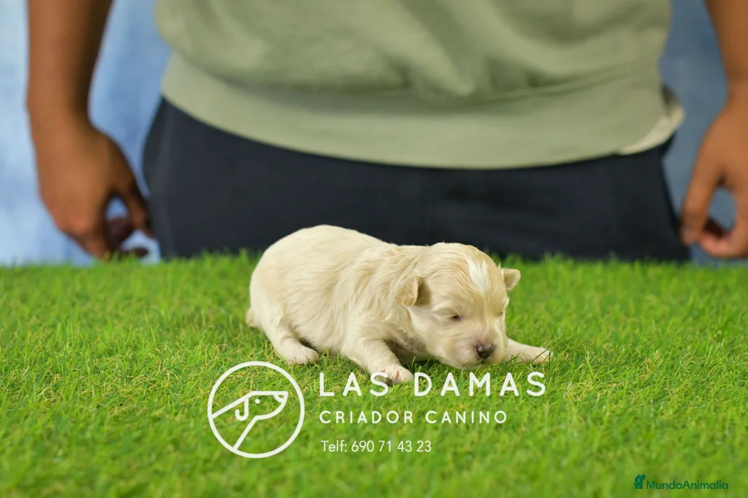 Maltipoo perros en venta: Hembras Maltipoo disponibles.  - Anuncio 2