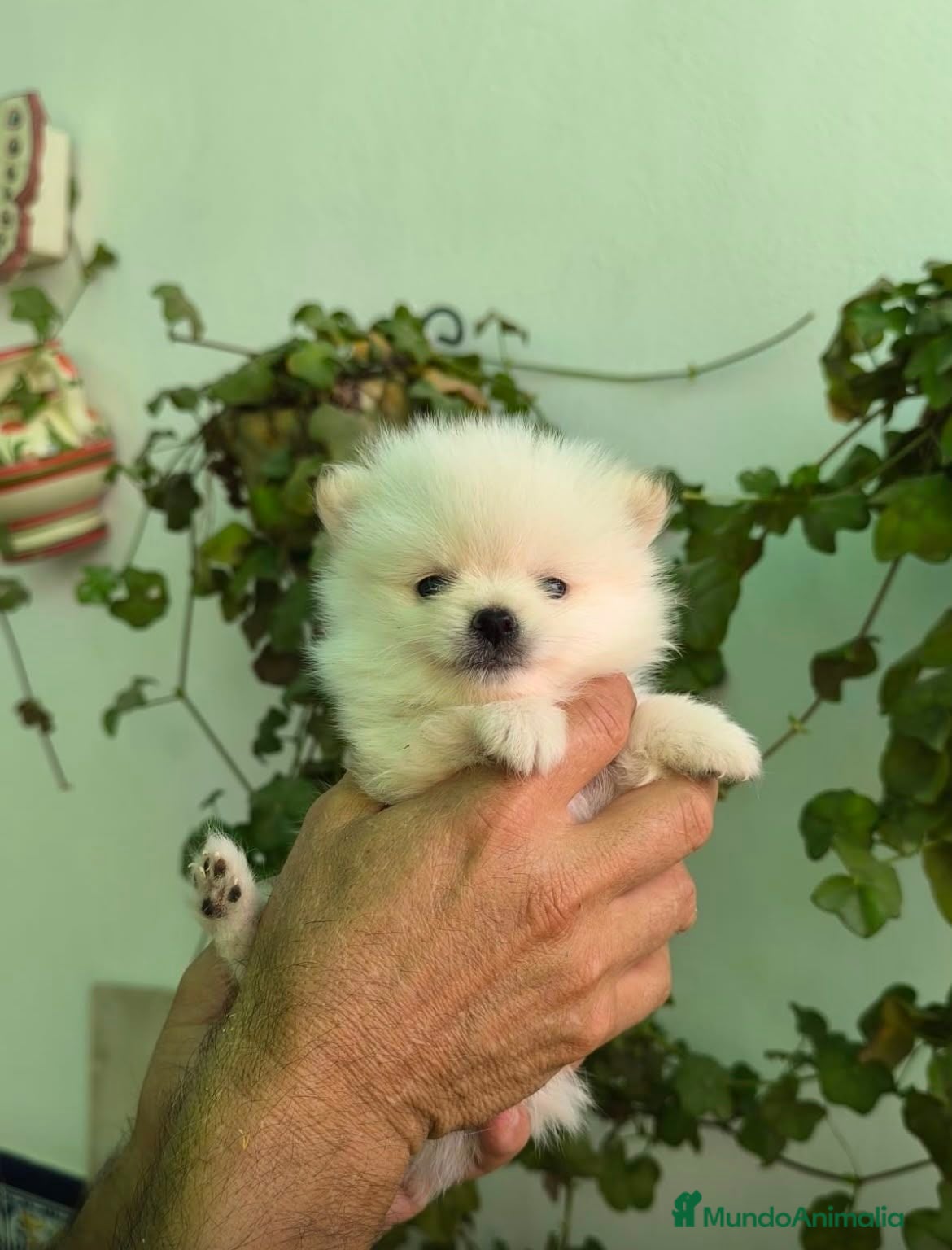 Pomerania perros Lulu pomerania  - Anuncio 2