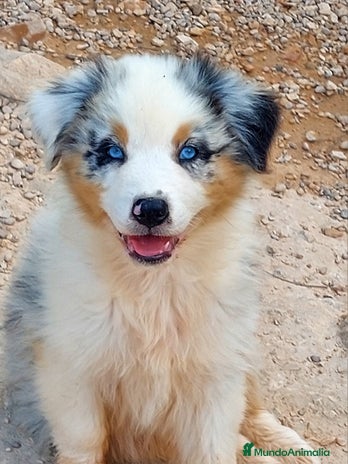 Pastor Australiano perros - Anuncio 12