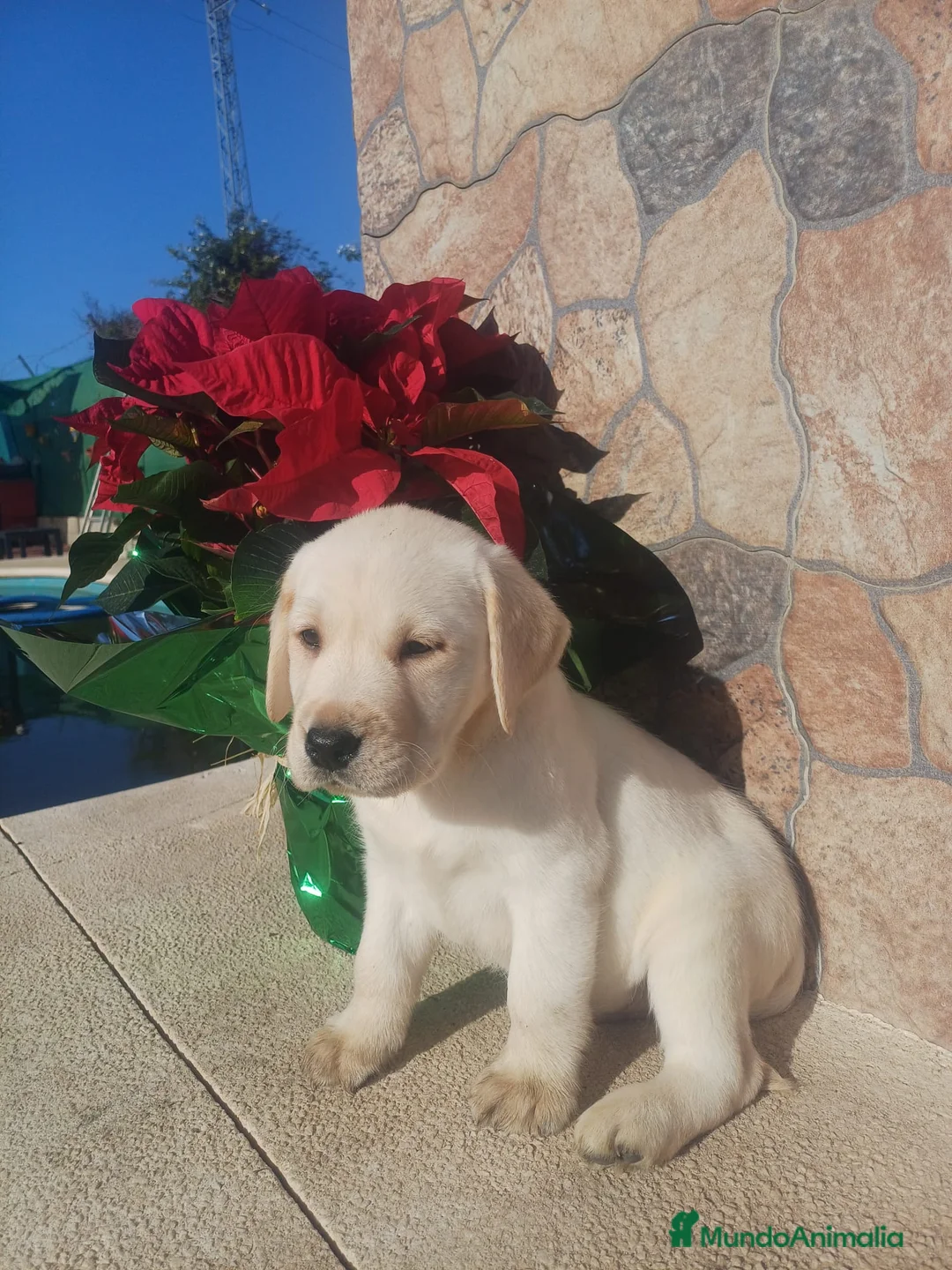 Labrador Retriever perros en venta: Labrador retriever - Anuncio 1