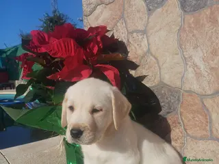 Labrador Retriever perros Labrador retriever - Anuncio 6