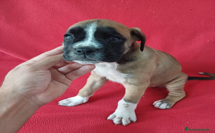 Boxer perros - Propaganda 8