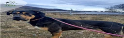 Raza Mixta perros en adopcion: THOR busca hogar - Anuncio 2