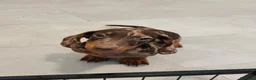 Teckel Miniatura perros en venta: Teckel Mini Arlequín ♂️ disponible  - Anuncio 2