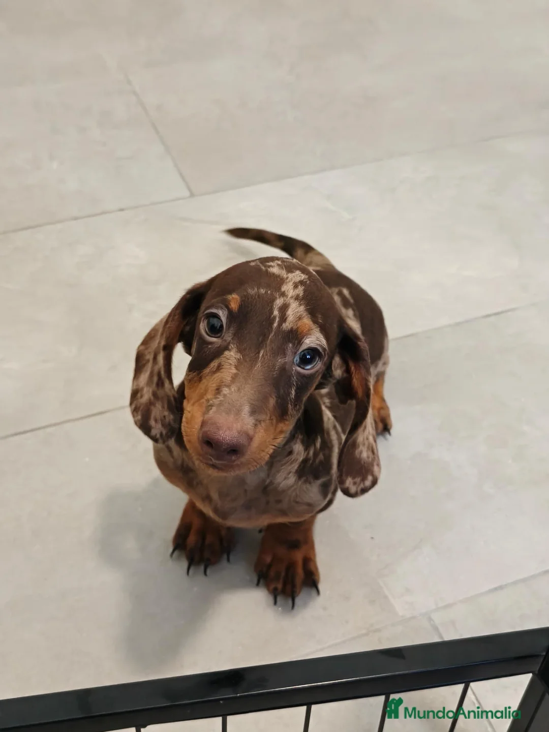 Teckel Miniatura perros en venta: Teckel Mini Arlequín ♂️ disponible  - Anuncio 2
