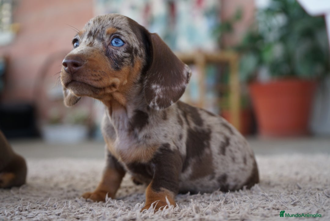 Teckel Miniatura perros en venta: 🐾 Frisco – Teckel miniatura merlé chocolate 🐾 - Imagen 4