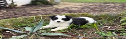 Border Collie perros en venta: 🐾 Preciosos Border Collie con pedigree 🐾 - Anuncio 7
