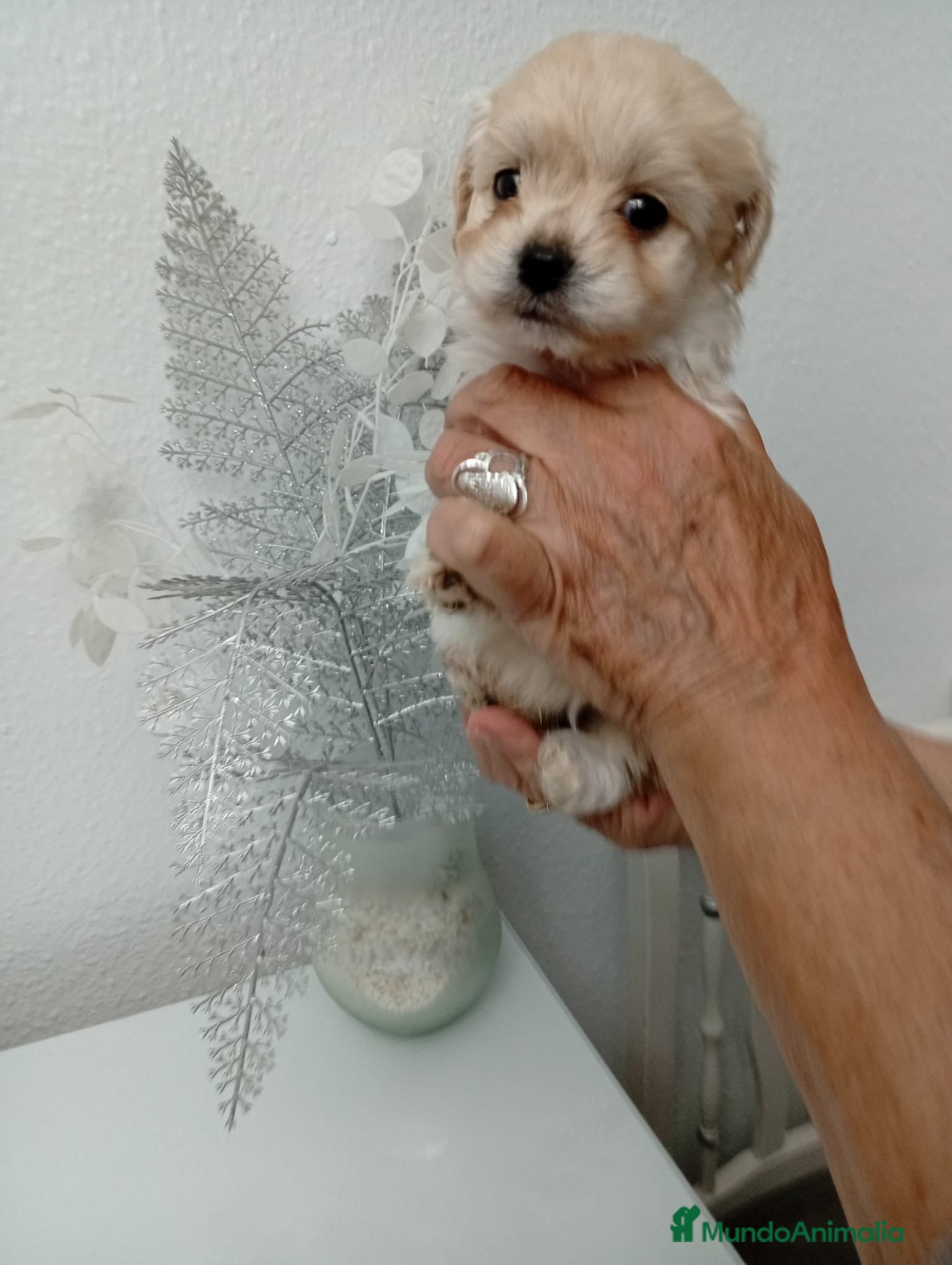 Maltipoo perros Cachorritos de Maltipoo Toy  - Anuncio 1