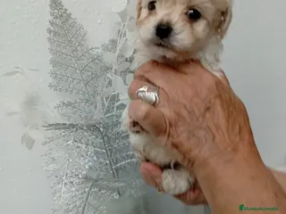 Maltipoo perros Cachorritos de Maltipoo Toy - Anuncio 1