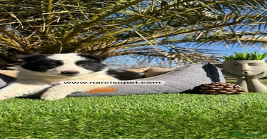 Border Collie perros - Propaganda 12