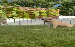 Chihuahua perros en venta: CHIHUAHUA MACHO - Imagen 16