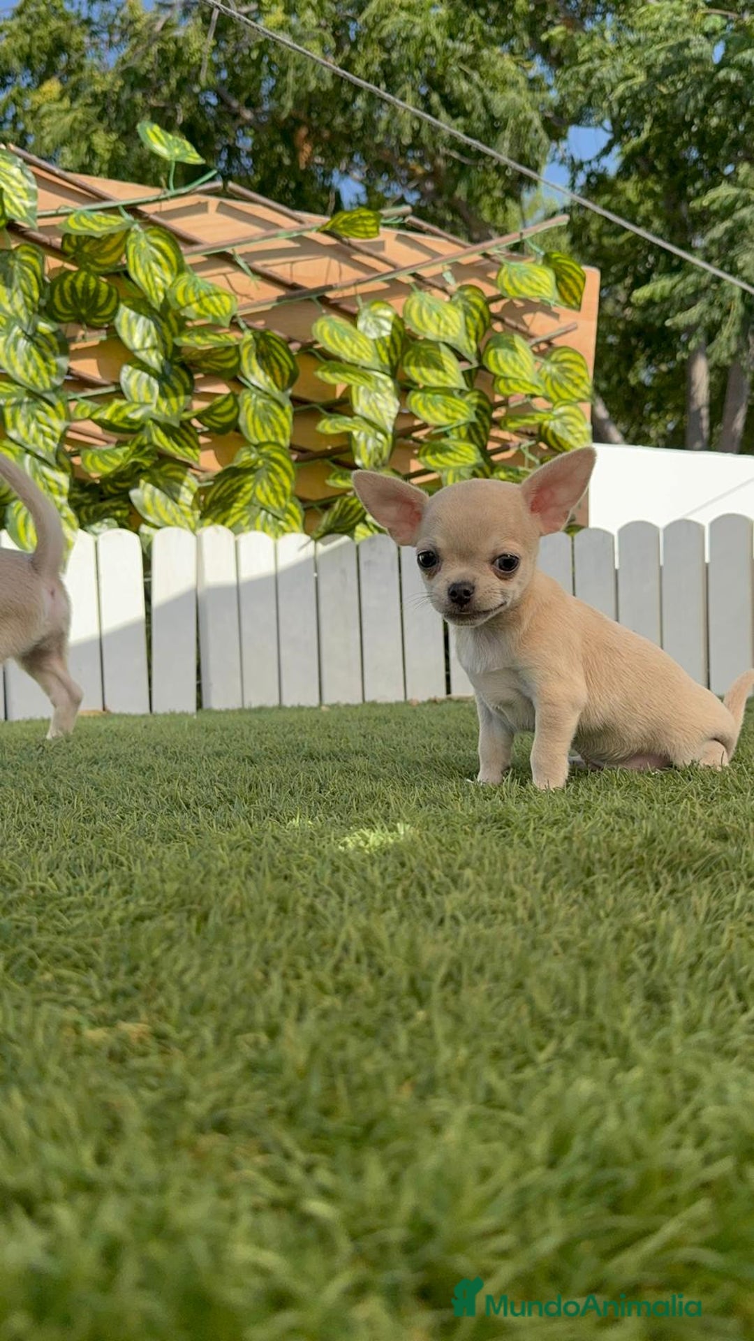 Chihuahua perros en venta: CHIHUAHUA MACHO - Imagen 16