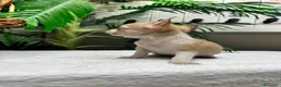 Chihuahua perros en venta:  🐾 DOS PRECIOSAS CHIHUAHUAS HEMBRAS 🐾 - Anuncio 15