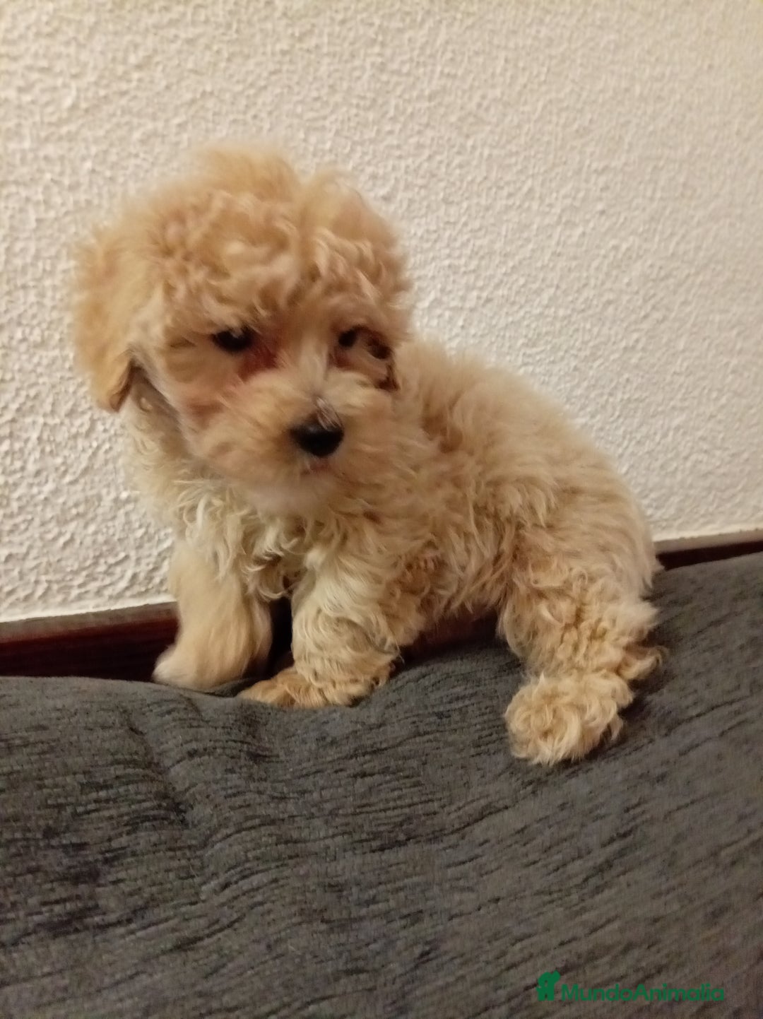 Caniche Toy perros en venta: Caniche toy - Anuncio 4