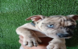 American Bully perros en venta: Cachorros AMERICAN BULLY - Imagen 1