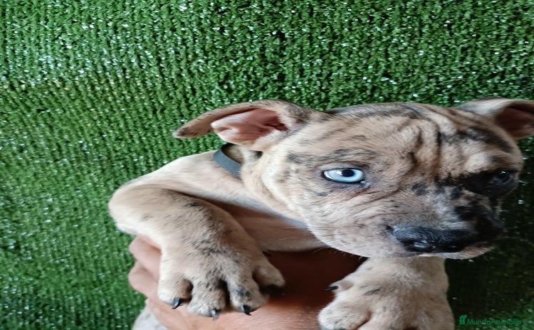 American Bully perros - Anuncio 12