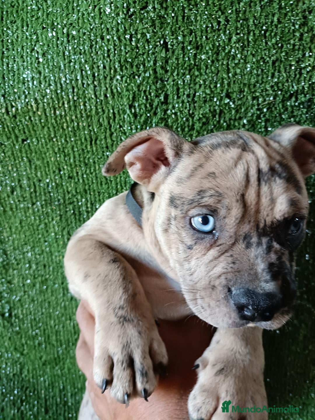 American Bully perros en venta: Cachorros AMERICAN BULLY - Imagen 1