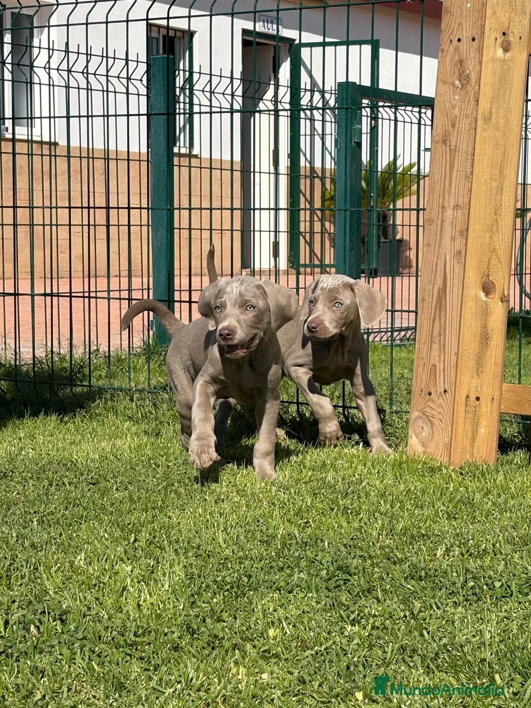 Weimaraner perros en venta: BRACO DE WEIMAR - Anuncio 1