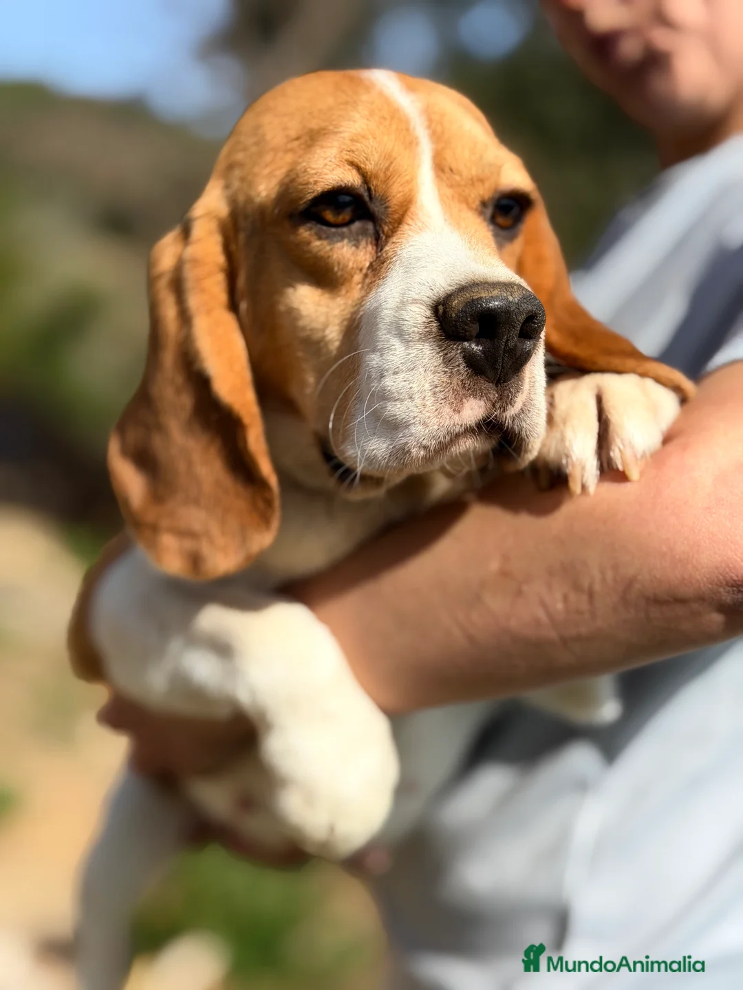 Beagle perros en venta: Beagle en adopción  - Anuncio 2