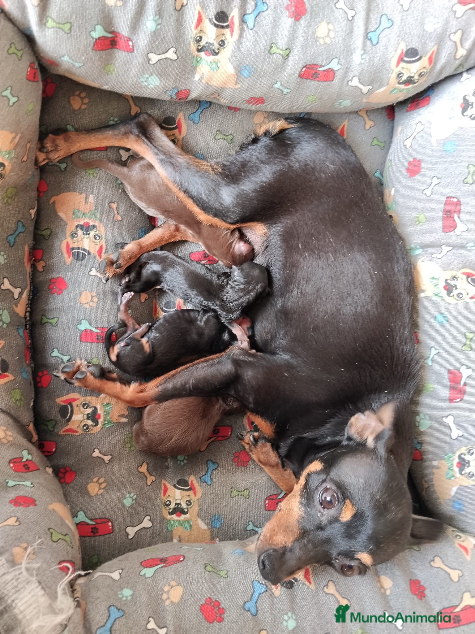 Pinscher Miniatura perros Mini pinscher hembras y machos  - Anuncio 1