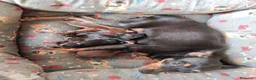 Pinscher Miniatura perros en venta: Mini pinscher hembras y machos  - Anuncio 1