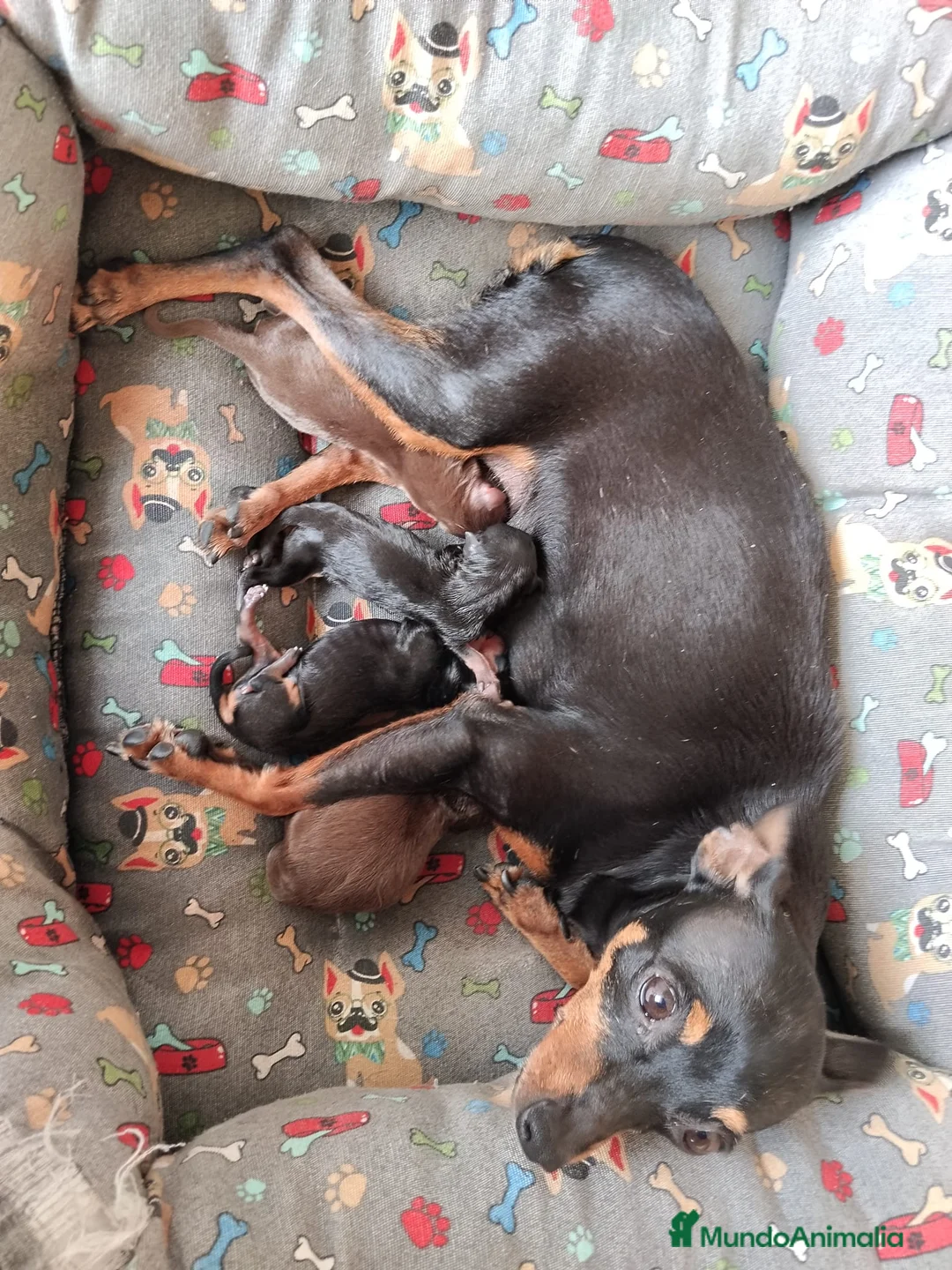 Pinscher Miniatura perros en venta: Mini pinscher hembras y machos  - Anuncio 1