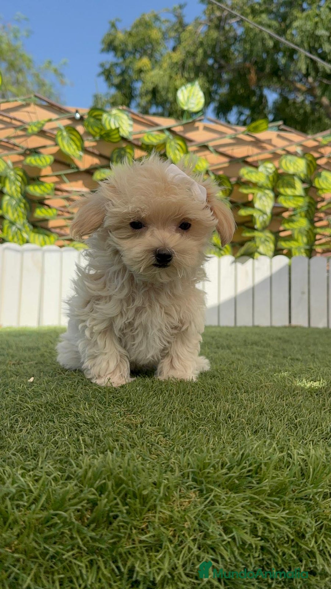 Maltipoo perros en venta: MALTIPOO  - Imagen 9