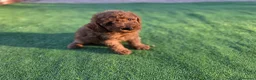 Caniche Toy perros en venta: Caniche toy - Anuncio 3