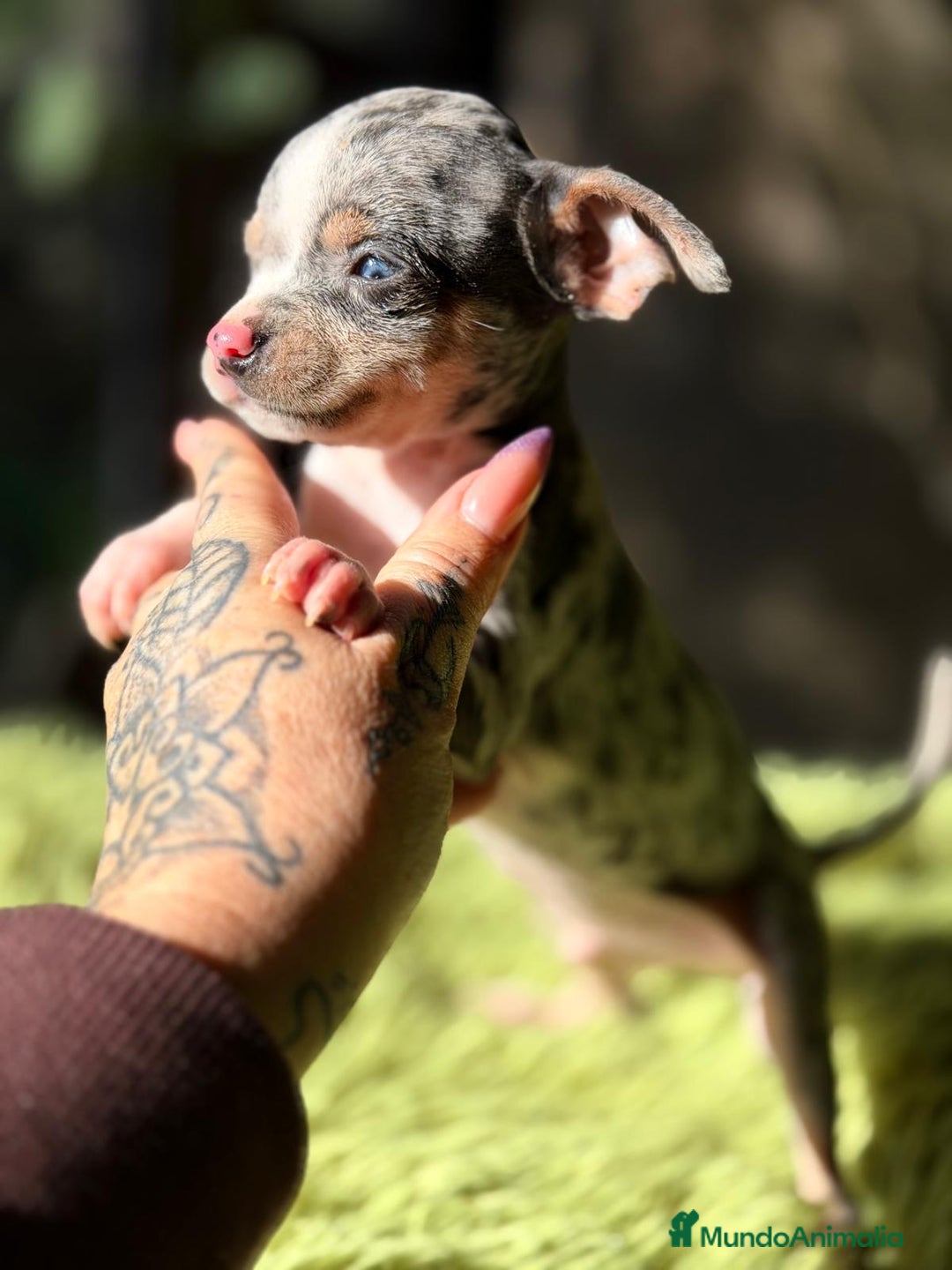 Ratón de Praga perros en venta: RATÓN DE PAGRA BLUE MERLE - Anuncio 3