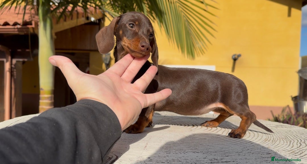 Teckel perros en venta: Hembra kaninchen muy pequeña  - Anuncio 4