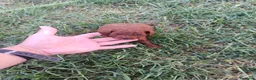 Caniche Toy perros en venta: PRECIOSOS CANICHE  ROJO LINEA ASIÁTICO  - Anuncio 2
