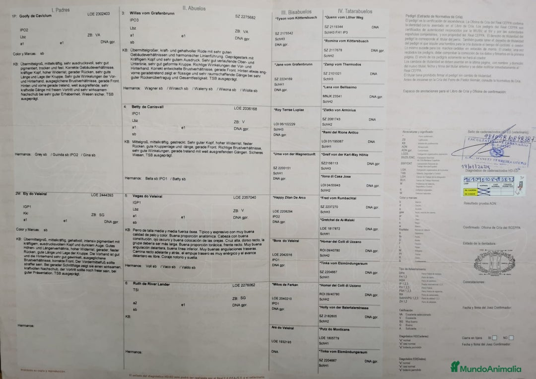 Pastor Alemán perros en venta: CACHORROS PASTOR ALEMÁN  - Anuncio 13