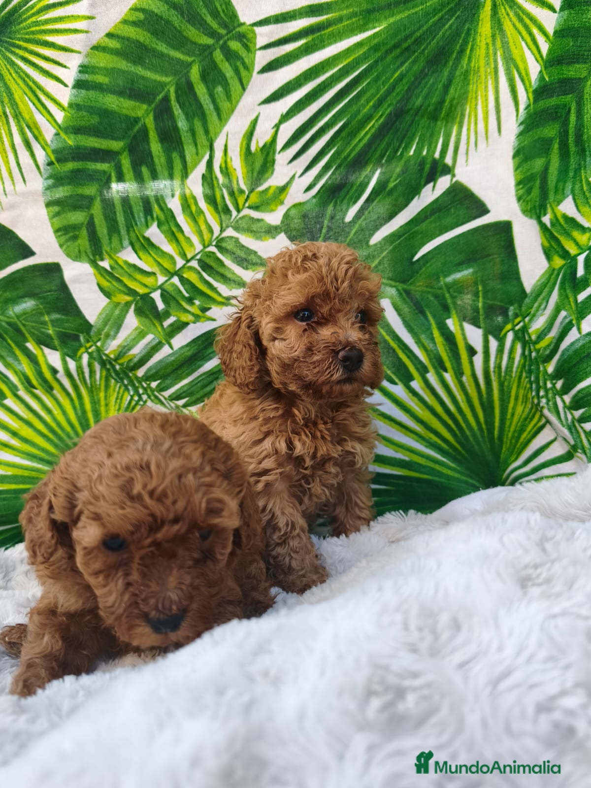 Caniche Toy perros Abrimos reservas - Anuncio 25