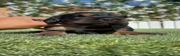 Cocker Spaniel Inglés perros en venta: CAMADA COCKER SPANIEL INGLES  - Anuncio 9