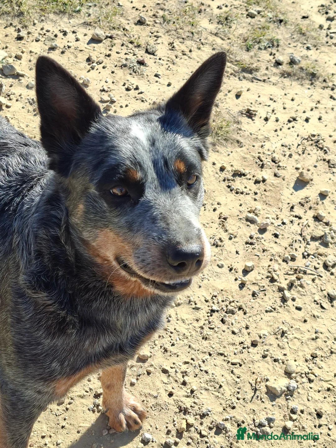 Boyero de Australia perros en venta: Australian cattle dog hembra en regalo - Anuncio 2