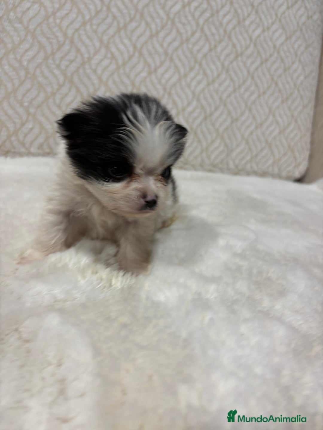 Pomerania perros en venta: Lulu Pomerania macho mini Toy color party - Anuncio 13