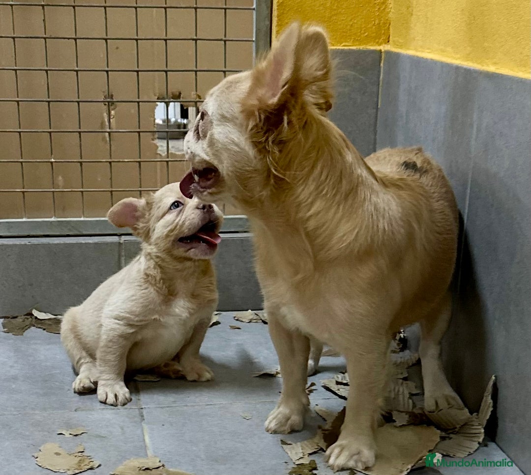 Bulldog Francés perros en venta: BULLDOG FRANCÉS FLUFFY PLATINUM - Imagen 4