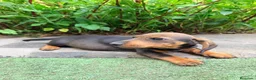 Teckel Miniatura perros en venta: TECKEL JABALÍ MINIATURA  - Anuncio 4
