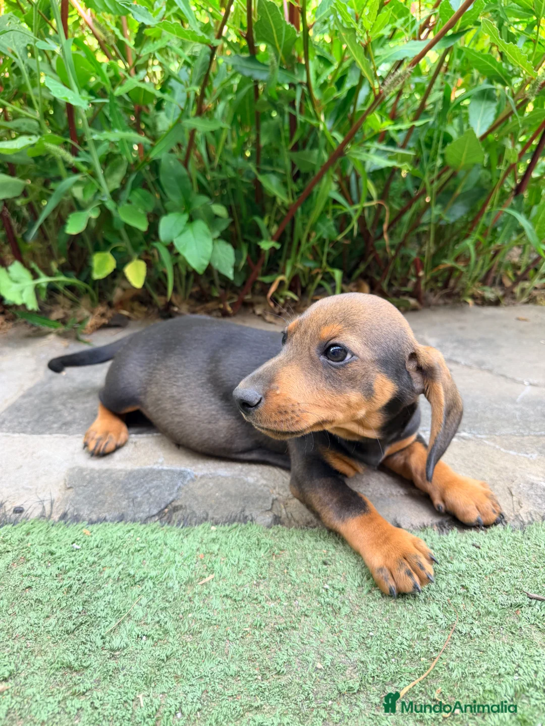 Teckel Miniatura perros en venta: TECKEL JABALÍ MINIATURA  - Anuncio 4
