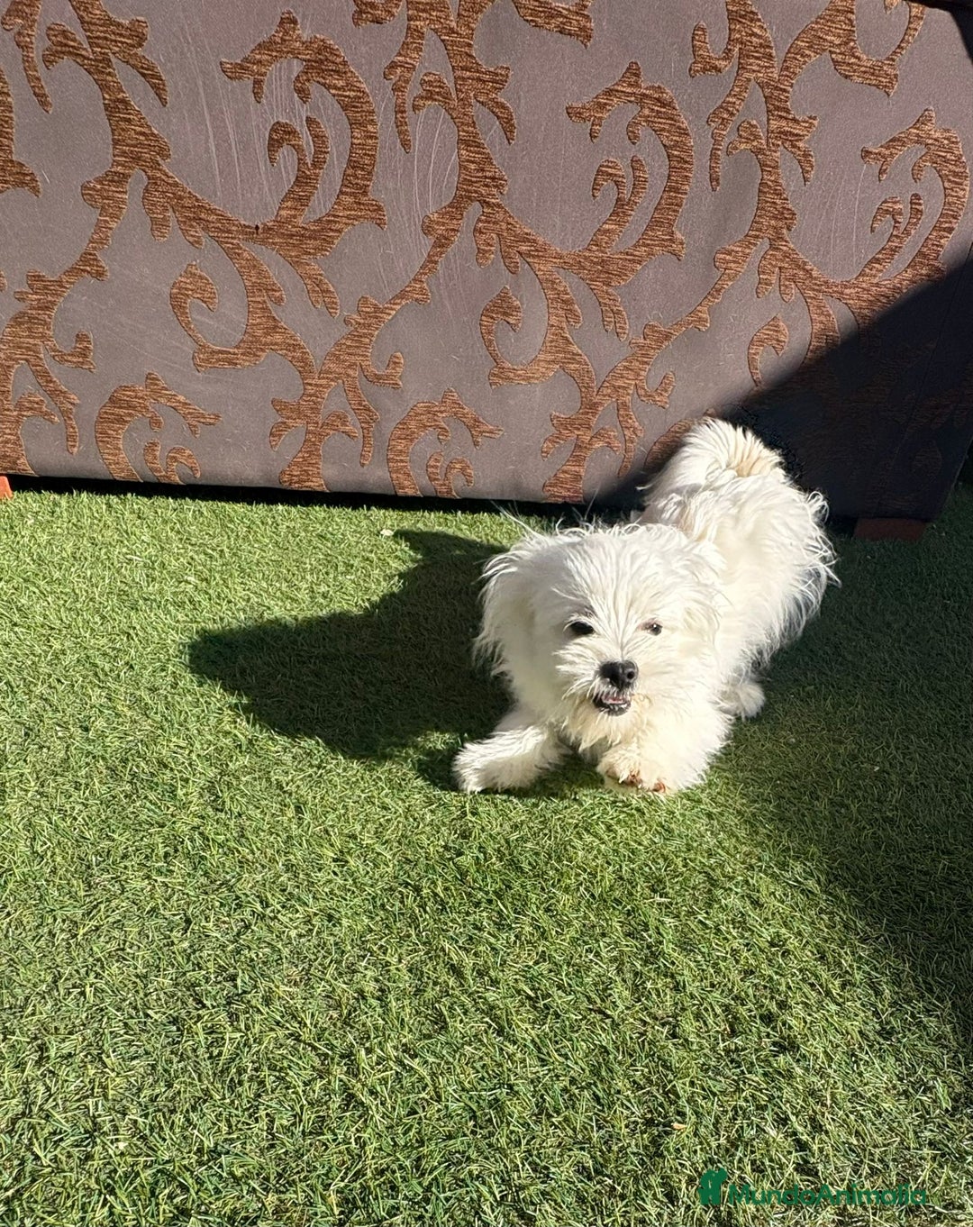 Raza Mixta perros en venta: Maltipom machos - Imagen 1