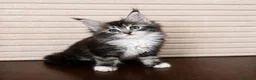 Maine Coon gatos en venta: Gatitas Maine Coon - Anuncio 4
