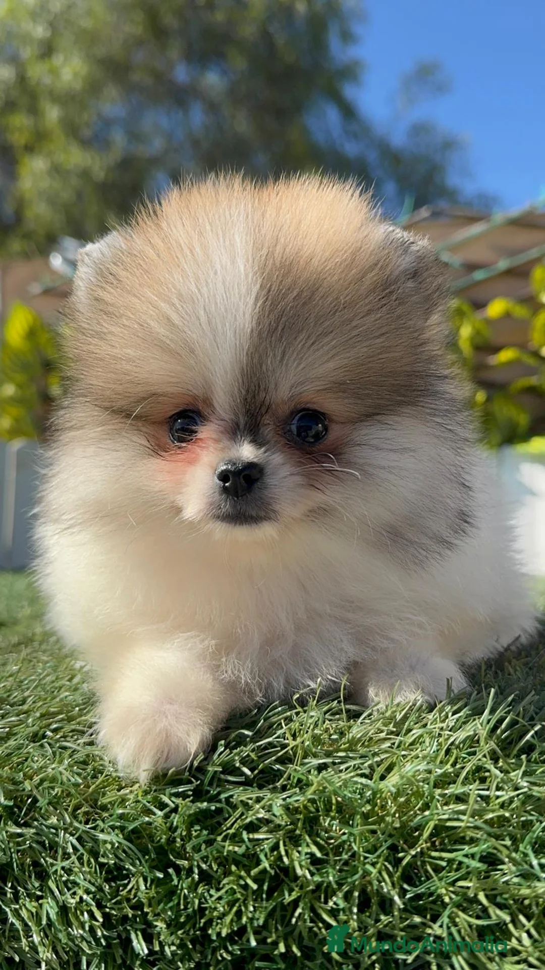 Pomerania perros en venta: POMERANIA HEMBRA - Anuncio 17