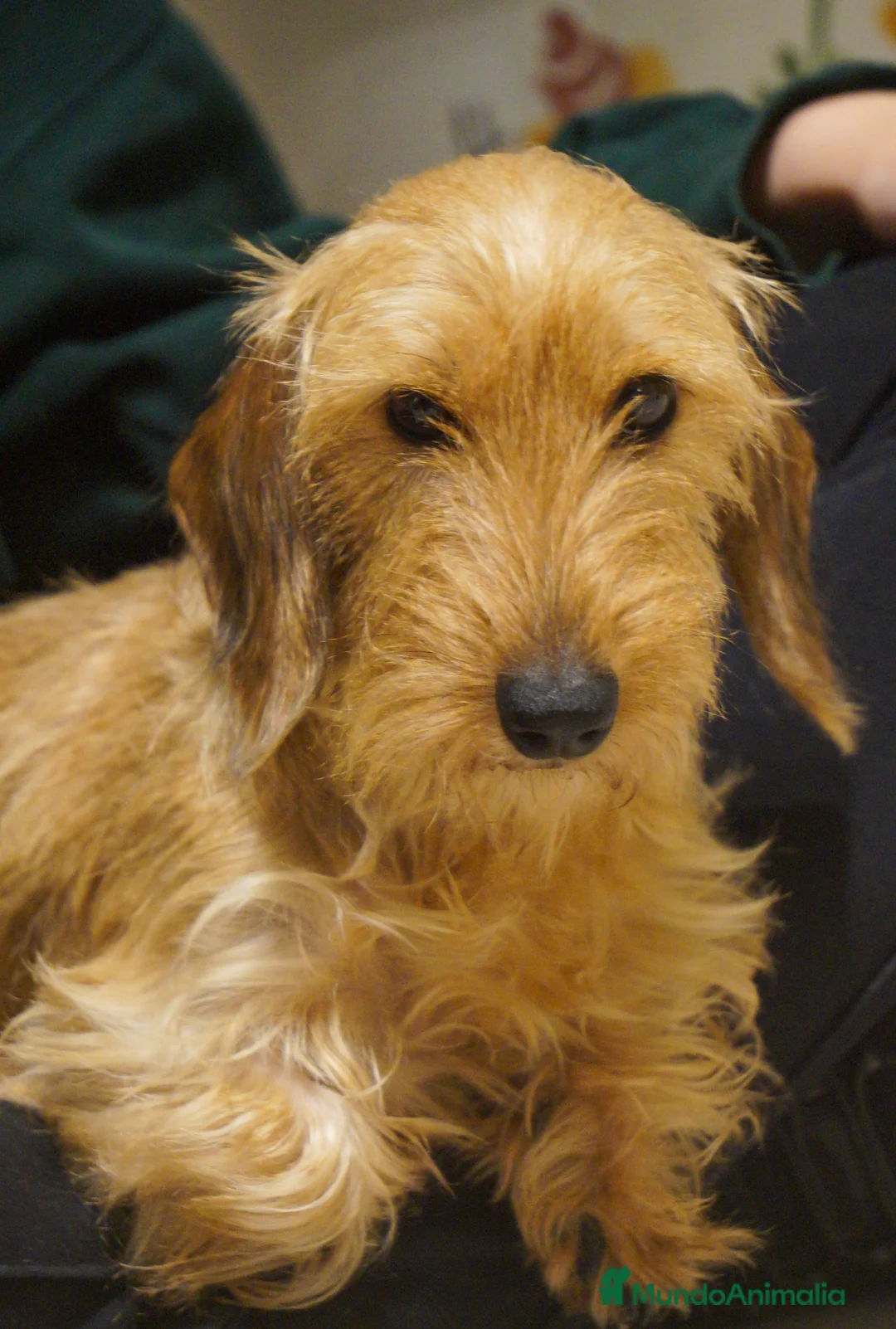 Imagen de galería {{count}}