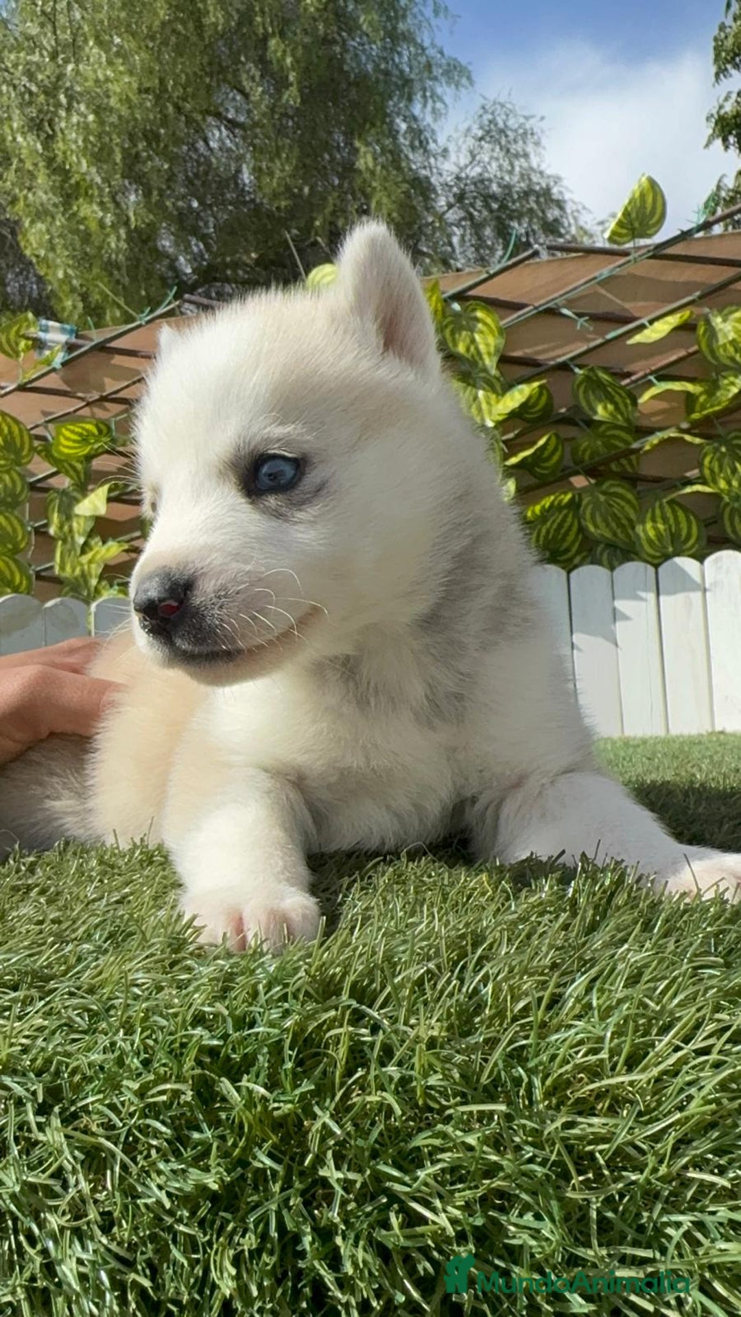 Husky Siberiano perros en venta: HUSKY - Imagen 6