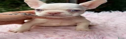 Bulldog Francés perros en venta: Bulldog francés ojos azules  - Anuncio 10